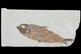 Bargain Knightia Fossil Fish - Wyoming #75902-1